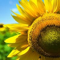 Study Illuminates the Risks&#8212;and the Benefits&#8212;of Sun Exposure for Melanoma