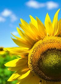 Study Illuminates the Risks and the Benefits of Sun Exposure for Melanoma