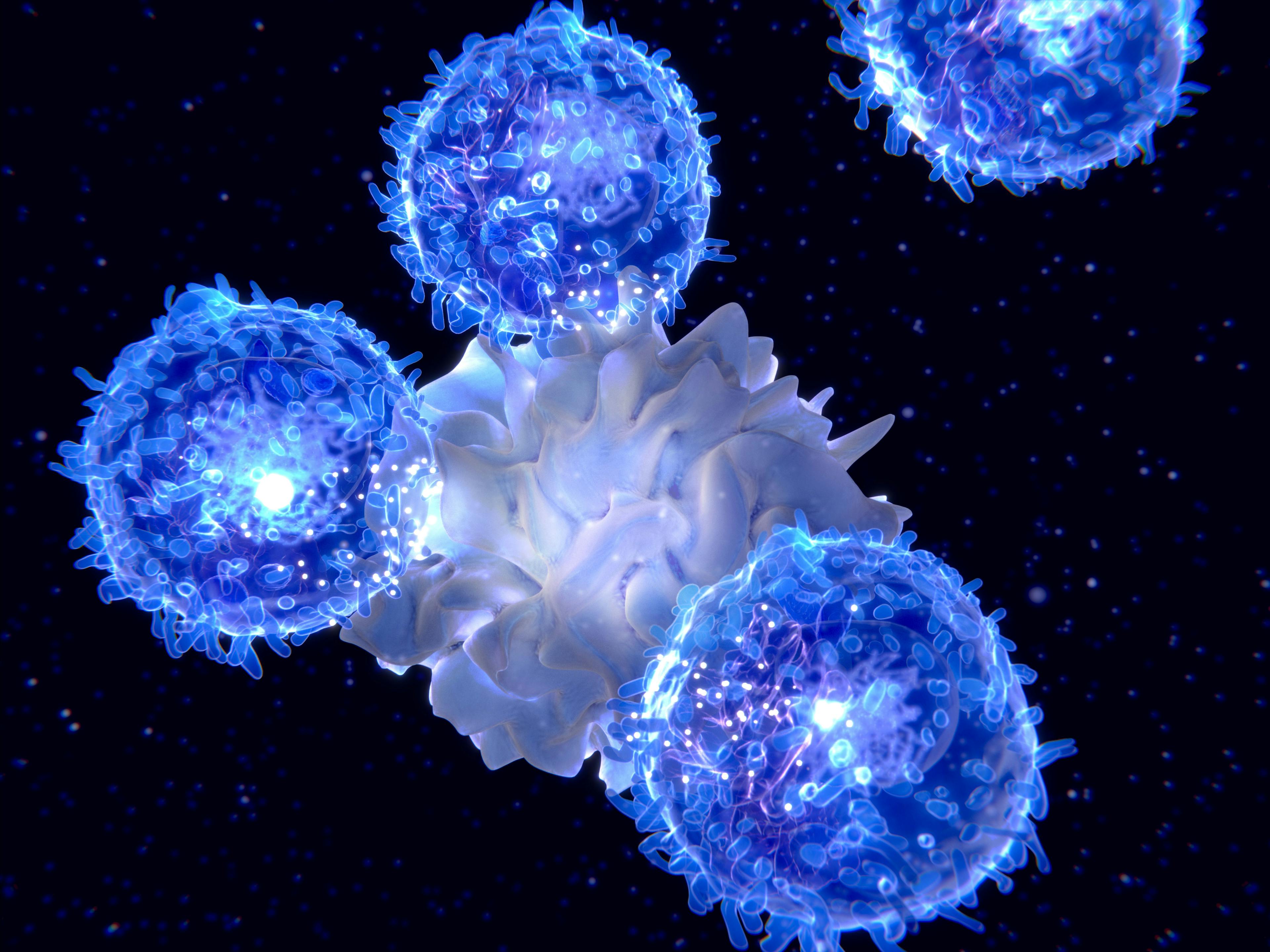 lymphocyte and helper T cells